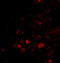 ELOVL Fatty Acid Elongase 6 antibody, A06004-1, Boster Biological Technology, Immunofluorescence image 