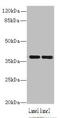 Coiled-Coil Domain Containing 42 antibody, orb354291, Biorbyt, Western Blot image 
