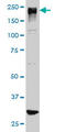 AT-rich interactive domain-containing protein 1B antibody, LS-B10983, Lifespan Biosciences, Western Blot image 