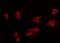 Rho GTPase Activating Protein 35 antibody, GTX52344, GeneTex, Immunofluorescence image 