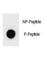 Poly(ADP-Ribose) Polymerase 1 antibody, F48729-0.4ML, NSJ Bioreagents, Dot Blot image 