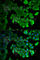 Microtubule Associated Protein 1 Light Chain 3 Alpha antibody, A5618, ABclonal Technology, Immunofluorescence image 