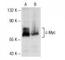 c-Myc antibody, sc-40, Santa Cruz Biotechnology, Western Blot image 