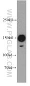 Protein Niban antibody, 21333-1-AP, Proteintech Group, Western Blot image 