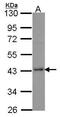 Selenophosphate Synthetase 1 antibody, GTX107924, GeneTex, Western Blot image 