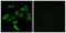 Taste 2 Receptor Member 3 antibody, PA5-39712, Invitrogen Antibodies, Immunofluorescence image 