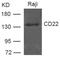 CD22 Molecule antibody, 79-684, ProSci, Western Blot image 