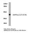 Protein Kinase AMP-Activated Non-Catalytic Subunit Gamma 1 antibody, PA5-36314, Invitrogen Antibodies, Western Blot image 