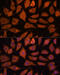 Legumain antibody, 13-728, ProSci, Immunofluorescence image 