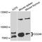 CD248 Molecule antibody, LS-C747790, Lifespan Biosciences, Western Blot image 