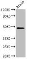 RAD9 Checkpoint Clamp Component B antibody, LS-C674591, Lifespan Biosciences, Western Blot image 