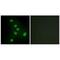 Nuclear Receptor Subfamily 2 Group F Member 6 antibody, PA5-49785, Invitrogen Antibodies, Immunofluorescence image 