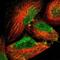 Lamin A/C antibody, NBP1-85550, Novus Biologicals, Immunofluorescence image 