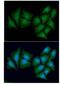 Casein Kinase 1 Alpha 1 antibody, NBP1-30165, Novus Biologicals, Immunocytochemistry image 