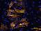 Adiponectin, C1Q And Collagen Domain Containing antibody, PA5-48026, Invitrogen Antibodies, Immunocytochemistry image 