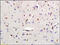 Solute Carrier Family 4 Member 3 antibody, 251391, Abbiotec, Immunohistochemistry paraffin image 