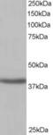 Sirtuin 4 antibody, LS-B2493, Lifespan Biosciences, Western Blot image 