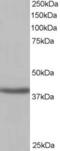 NAD-dependent ADP-ribosyltransferase sirtuin-4 antibody, LS-B2493, Lifespan Biosciences, Western Blot image 