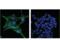 Cadherin 2 antibody, 81673S, Cell Signaling Technology, Immunofluorescence image 