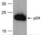 HIV-1 gp24 antibody, NBP2-41337, Novus Biologicals, Western Blot image 