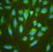 Aldehyde Dehydrogenase 7 Family Member A1 antibody, PB10038, Boster Biological Technology, Immunofluorescence image 