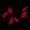 Rho Guanine Nucleotide Exchange Factor 3 antibody, orb318829, Biorbyt, Immunocytochemistry image 