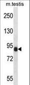 Cyclin T1 antibody, LS-C168484, Lifespan Biosciences, Western Blot image 