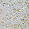 Dishevelled Associated Activator Of Morphogenesis 2 antibody, 22-959, ProSci, Immunohistochemistry frozen image 