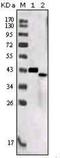 Sortilin Related Receptor 1 antibody, NBP1-28885, Novus Biologicals, Western Blot image 