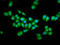Elongator complex protein 2 antibody, LS-C680415, Lifespan Biosciences, Immunofluorescence image 