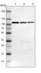 Adenylate Kinase 7 antibody, PA5-51956, Invitrogen Antibodies, Western Blot image 