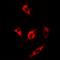 Methionine Sulfoxide Reductase A antibody, orb341062, Biorbyt, Immunofluorescence image 