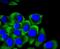 Keratin 14 antibody, NBP2-67585, Novus Biologicals, Immunocytochemistry image 