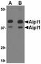 Aryl Hydrocarbon Receptor Interacting Protein Like 1 antibody, orb75086, Biorbyt, Western Blot image 