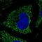 Citrate synthase, mitochondrial antibody, NBP2-36775, Novus Biologicals, Immunofluorescence image 