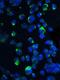 Eukaryotic Translation Initiation Factor 4E Binding Protein 1 antibody, NBP1-76621, Novus Biologicals, Immunofluorescence image 