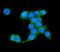 IQ Motif Containing GTPase Activating Protein 2 antibody, A04787-1, Boster Biological Technology, Immunofluorescence image 