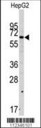 SWAP70 antibody, 57-721, ProSci, Western Blot image 