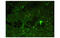 Peptide YY antibody, MBS832804, MyBioSource, Immunofluorescence image 