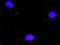 Minichromosome Maintenance Complex Component 7 antibody, H00004176-M01, Novus Biologicals, Proximity Ligation Assay image 