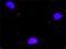 Minichromosome Maintenance Complex Component 7 antibody, H00004176-M01, Novus Biologicals, Proximity Ligation Assay image 