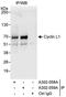 Cyclin L1 antibody, A302-059A, Bethyl Labs, Immunoprecipitation image 