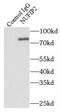 Nuclear FMR1 Interacting Protein 2 antibody, FNab05911, FineTest, Immunoprecipitation image 