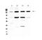 CD49e antibody, GTX35249, GeneTex, Western Blot image 