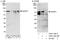 Nuclear FMR1 Interacting Protein 1 antibody, A303-148A, Bethyl Labs, Western Blot image 