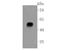 50DAG antibody, A04756-1, Boster Biological Technology, Western Blot image 