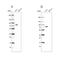 Acyl-CoA Synthetase Long Chain Family Member 1 antibody, NBP1-89271, Novus Biologicals, Western Blot image 