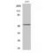 Phosphatase And Tensin Homolog antibody, LS-C385677, Lifespan Biosciences, Western Blot image 