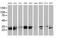 Pseudouridine 5'-Phosphatase antibody, MA5-25456, Invitrogen Antibodies, Western Blot image 