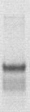 Cytokine-inducible SH2-containing protein antibody, TA354443, Origene, Western Blot image 